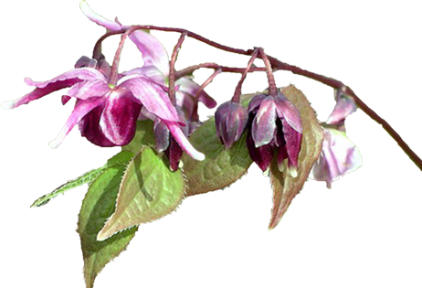 Epimedium