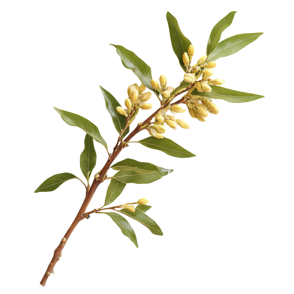 Eurycoma longifolia